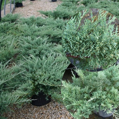 Juniperus horizontalis 'Hughes' - Roomav kadakas 'Hughes' C2/2L